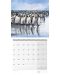 Календар Ackermann - Penguins, 2024 - 2t