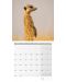 Календар Ackermann - Сурикати, 2023 - 2t