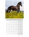 Календар Ackermann - Horses, 2024 - 3t