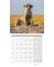 Календар Ackermann - Сурикати, 2023 - 7t