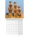 Календар Ackermann - Сурикати, 2023 - 10t