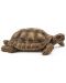 Комплект фигурки Schleich Wild Life - Дом на костенурки - 3t