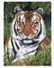 Комплект за рисуване с акрилни бои Royal - Тигър, 22 х 30 cm - 1t