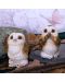 Комплект статуетки Nemesis Now Adult: Gothic - Three Wise Brown Owls, 7 cm - 2t