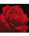 Комплект за рисуване по номера Ideyka - Червена роза, 40 х 40 cm - 1t