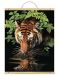 Комплект за рисуване с акрилни бои върху платно Royal - Тигър, 31 х 41 cm - 1t