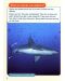 Macmillan Children's Readers: Sharks&Dolphins (ниво level 6) - 4t