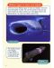 Macmillan Children's Readers: Sharks&Dolphins (ниво level 6) - 6t
