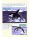 Macmillan Children's Readers: Sharks&Dolphins (ниво level 6) - 7t