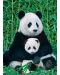 Пъзел Eurographics от 1000 части – Панда и малкото ѝ - 2t
