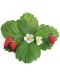 Пълнител Veritable - Lingot, Червени диви ягоди, без ГМО - 2t