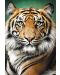 Пъзел Trefl от 1500 части - Портрет на тигър - 2t