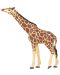 Фигурка Papo Wild Animal Kingdom – Жираф с вдигната глава - 1t