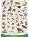 Пъзел Eurographics от 1000 части – Птици в полята и градините - 2t