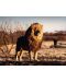 Пъзел Ravensburger от 1500 части - Лъвът - царят на животните - 2t