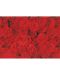 Подаръчна хартия Susy Card - Червени рози, 70 x 200 cm - 1t