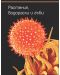 Илюстрована научна енциклопедия Британика: Растения, водорасли и гъби - 3t