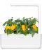 Семена Click and Grow - Жълта сладка чушка, 3 пълнителя - 3t