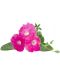 Семена Click and Grow - Розова петуния, 3 пълнителя - 2t