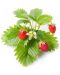 Семена Click and Grow - Дива ягода, 3 пълнителя - 2t