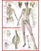 Пъзел Eurographics от 1000 части - Човешкото тяло, система на скелета - 2t