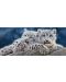 Панорамен пъзел Castorland от 600 части - Бебета снежни леопарди - 2t
