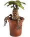 Статуетка The Noble Collection Movies: Harry Potter - Mandrake (Magical Creatures), 13 cm - 3t