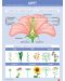 Табло по биология и здравно образование за 7. клас: Подотдел покритосеменни (цветни) растения. Учебна програма 2024/2025 (Клет) - 2t