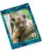 Тетрадка Panini WWF Fotografico - А4, 40 листа, широки редове, асортимент - 2t