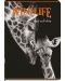 Тетрадка Black&White - Wildlife, А4, 60 листа, широки редове, асортимент - 1t
