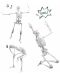 Творчески комплект Buki France - Направи си сам човешки скелет, 45 cm - 4t